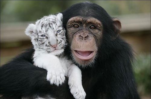 animal-ape-chimp-cute-hug-lion-Favim.com-44288.jpg