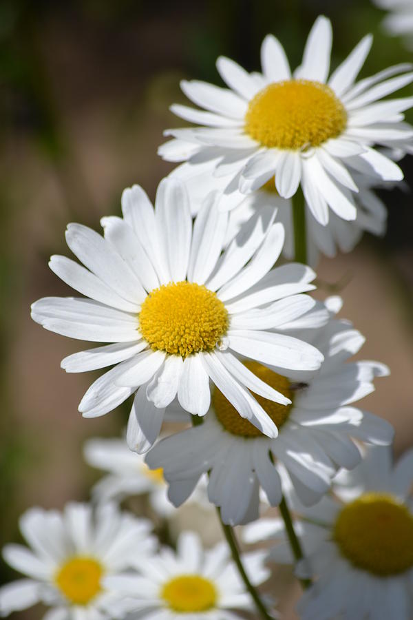 daisies-patricia-s..jpg