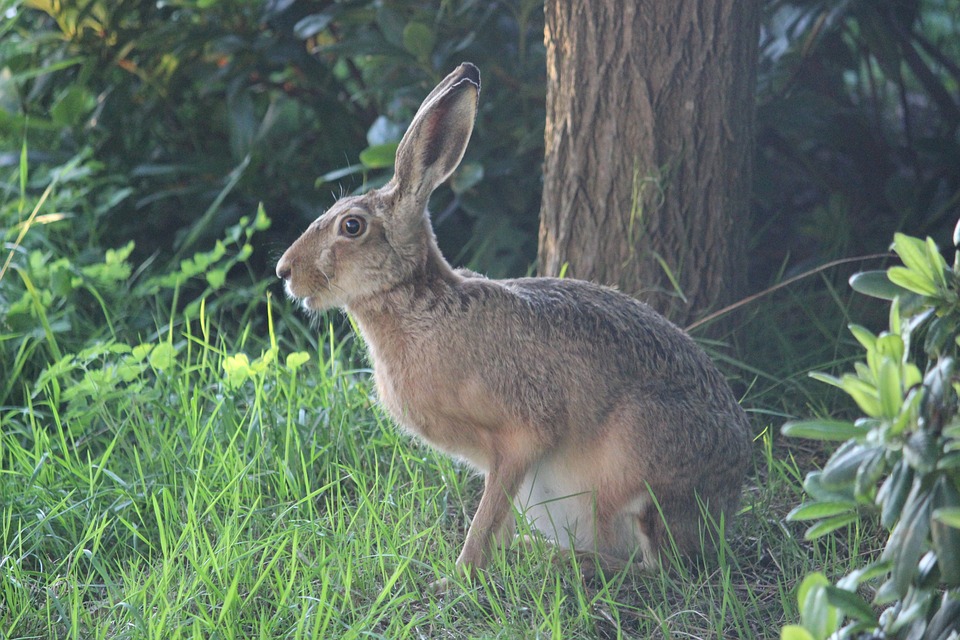 hare-2505024_960_720.jpg